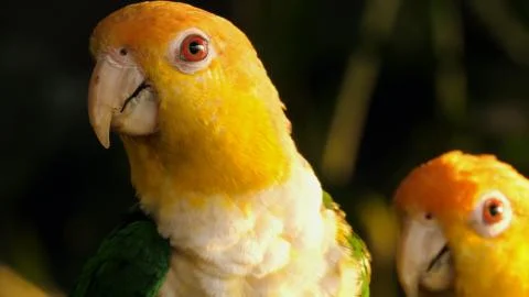 Sun Conure Parrots Stock Photos