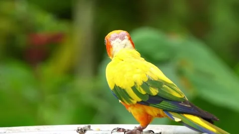 Sun conure perched on the feeder bowl, feeding on food, with bald patches 库存影片 267807409