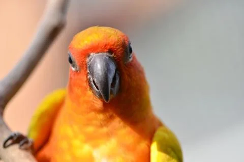 Sun conure Foto stock