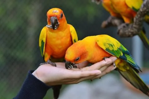 Sun conure Stockfoto's