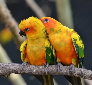 Sun conure Foto stock
