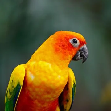 Sun conure Stock Photos