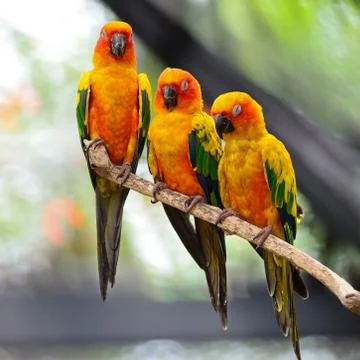 Sun conure Stock Photos