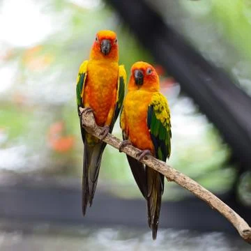 Sun conure Stock-Fotos