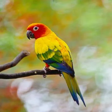 Sun conure Stock Photos