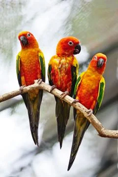 Sun conure Stock Photos