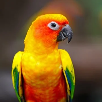 Sun conure Stock Photos