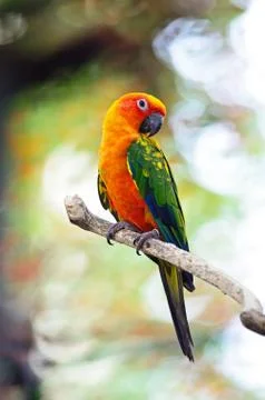 Sun conure Stock Photos
