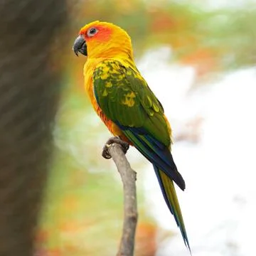 Sun conure Stock Photos