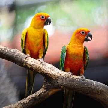 Sun conure Stock Photos