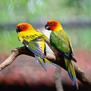 Sun conure Stock Photos