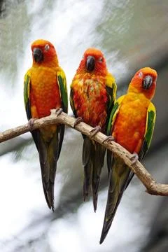 Sun conure Stock Photos