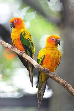 Sun conure Stock-Fotos