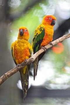 Sun conure Stock Photos