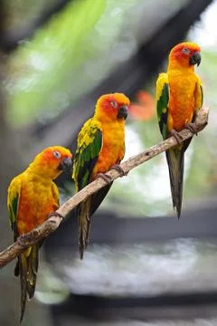 Sun conure Stock Photos