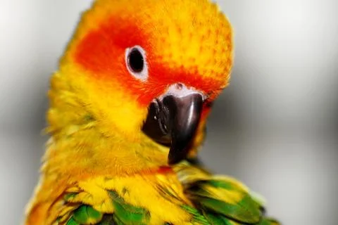 Sun Conure Stock Photos