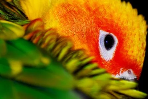 Sun Conure Stock Photos