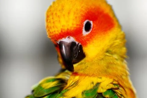 Sun Conure Stock Photos