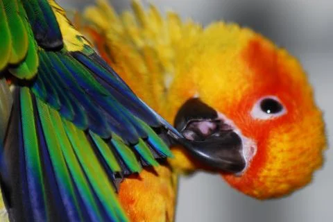 Sun Conure Stock Photos