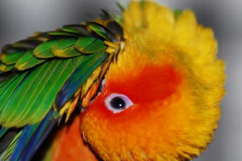 Sun Conure Stock Photos