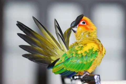 Sun Conure Stock Photos