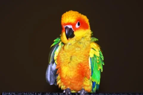 Sun Conure Stock Photos