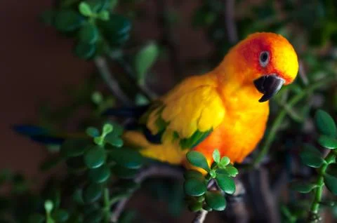 Sun Conure Stock Photos
