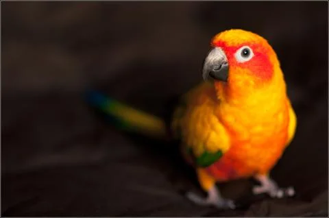 Sun Conure Stock Photos