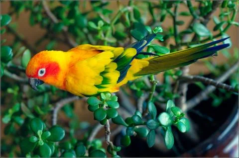 Sun Conure Stock Photos