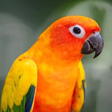 Sun conure Stock Photos