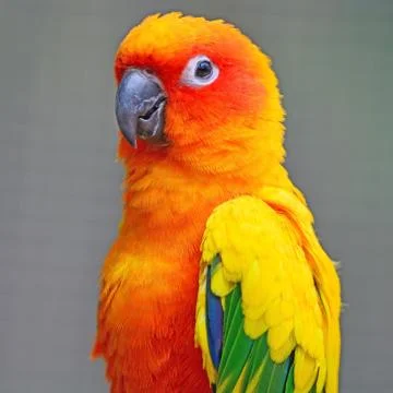 Sun Conure Stock Photos