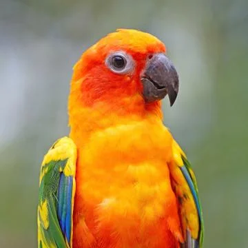 Sun Conure Foto stock