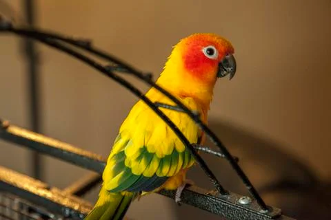 Sun Conure Stock Photos
