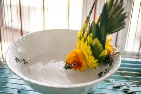 Sun conure playing water happily Stock Photos