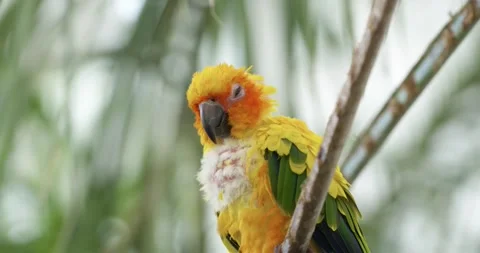 Sun Conure Preening Ruffled Feathers on Branch Aratinga Solstitialis Zoo 스톡 동영상 339740735
