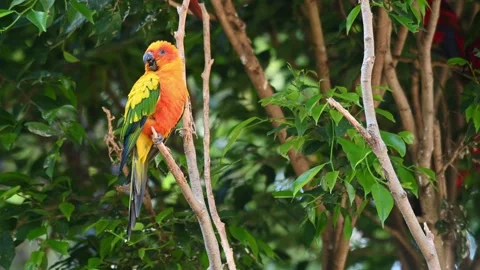 Sun Conure, Sun Parakeet, Aratinga solstitiali, 4K Footage of a Parrot 스톡 동영상 146632371