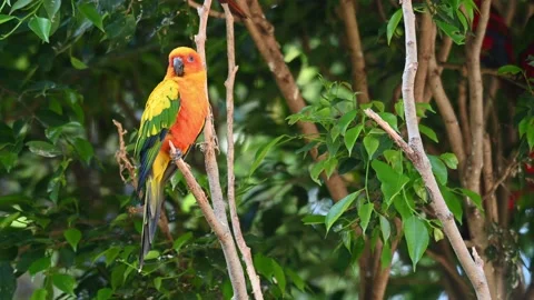 Sun Conure, Sun Parakeet, Aratinga solstitiali, 4K Footage of a Parrot 스톡 동영상 146632515