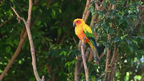 Sun Conure, Sun Parakeet, Aratinga solstitiali, 4K Footage of a Parrot Video stock 146632760