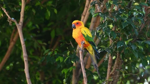 Sun Conure, Sun Parakeet, Aratinga solstitiali, 4K Footage of a Parrot 스톡 동영상 146632905