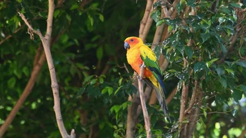 Sun Conure, Sun Parakeet, Aratinga solstitiali, 4K Footage of a Parrot Video stock 146638859