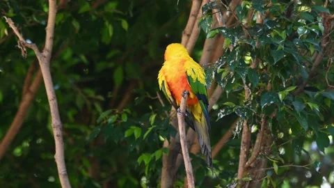 Sun Conure, Sun Parakeet, Aratinga solstitiali, 4K Footage of a Parrot Stock Footage 146639026