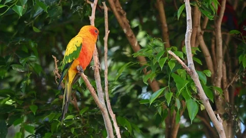Sun Conure, Sun Parakeet, Aratinga solstitiali, 4K Footage of a Parrot Video stock 146639028
