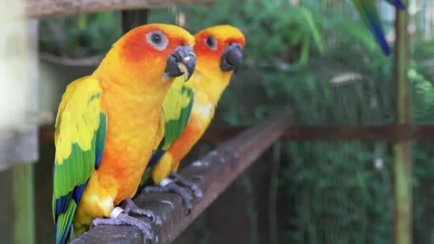 Sun conure, sun parakeet, vibrantly colored parrot native to northeastern S.. 库存影片 316570130
