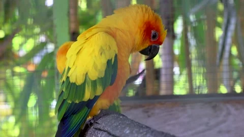 Sun conure, sun parakeet, vibrantly colored parrot native to northeastern S.. Stock Footage 316570133