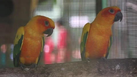 Sun conure, sun parakeet, vibrantly colored parrot native to northeastern S.. Stock Footage 316570134