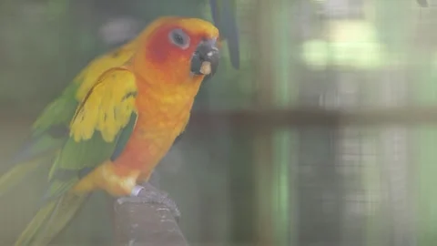 Sun conure, sun parakeet, vibrantly colored parrot native to northeastern S.. Stock Footage 316570137