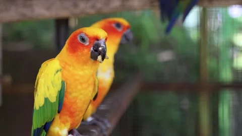 Sun conure, sun parakeet, vibrantly colored parrot native to northeastern S.. Stock Footage 316570145