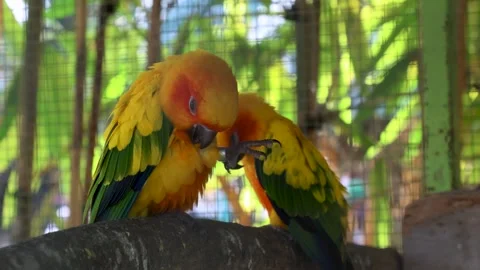 Sun conure, sun parakeet, vibrantly colored parrot native to northeastern S.. Stock Footage 316570159