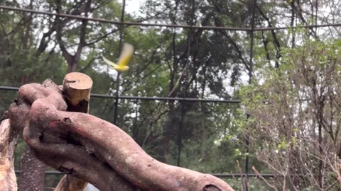 Sun conure1 Stock Footage 328271725