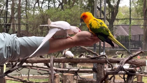 Sun conure3 Stock Footage 328271733